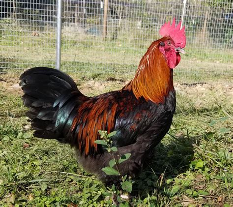 black copper marans for sale near me